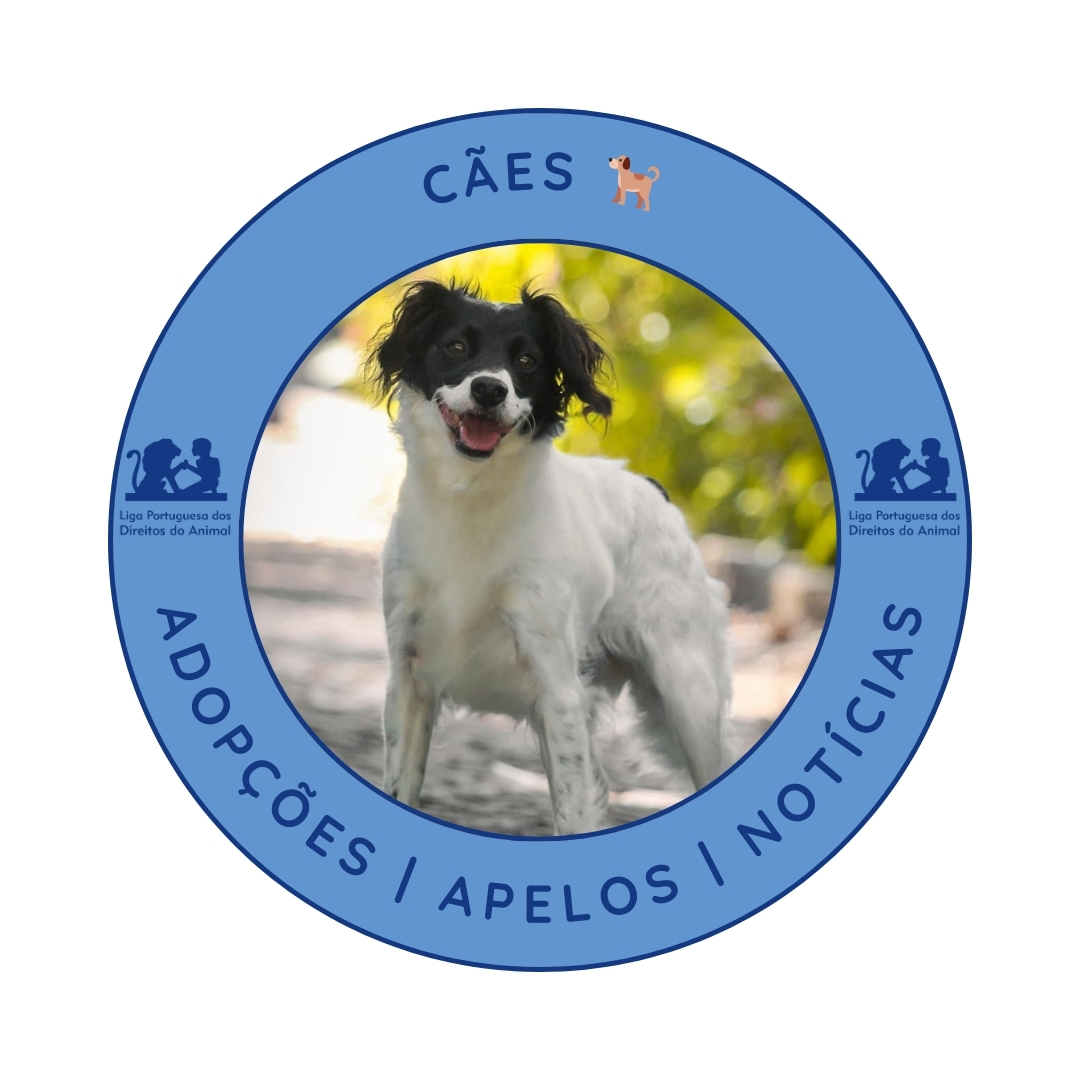 Cães
