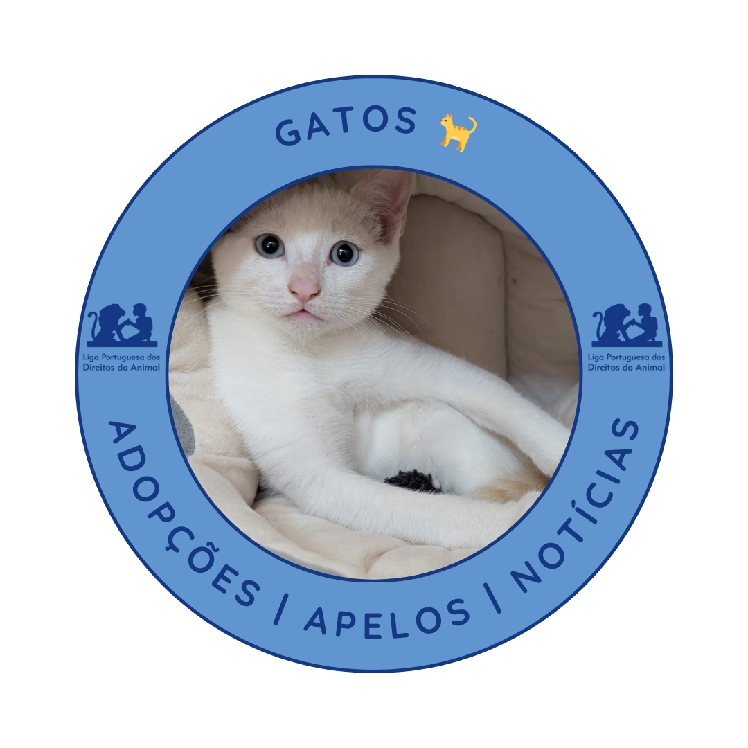 Gatos